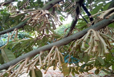 giai-phap-chong-soc-cho-sau-rieng-mua-nang-02